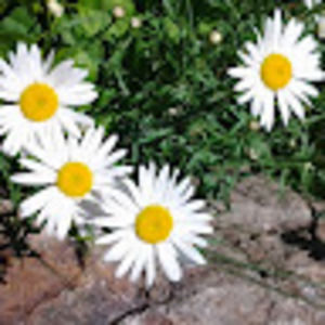 Meet your Posher, Betty